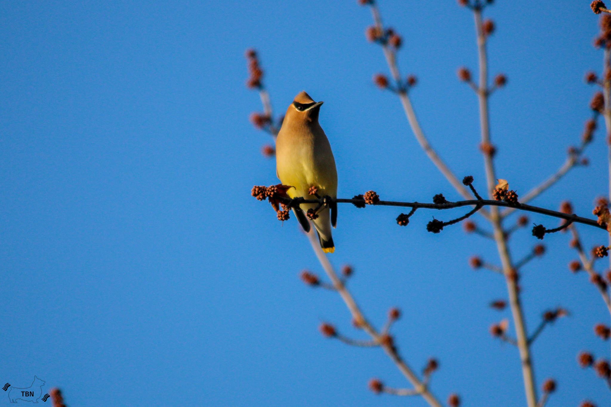 Cedar Waxwing